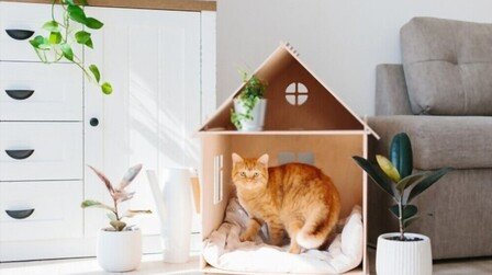 How To Build A House For Cats