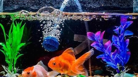 6 Best Aquarium Airline Tubing of 2025