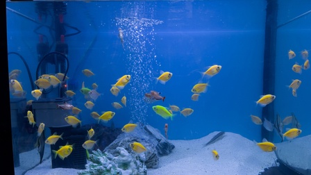 6 Best Filter Cartridge For Fish Tank of 2025