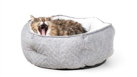How To Choose The Right Cat Bed