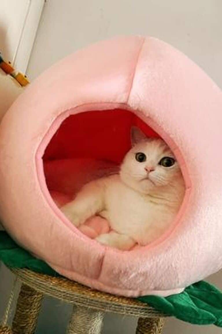 Ideas For Indoor Cat House