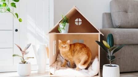 Ideas For Indoor Cat House