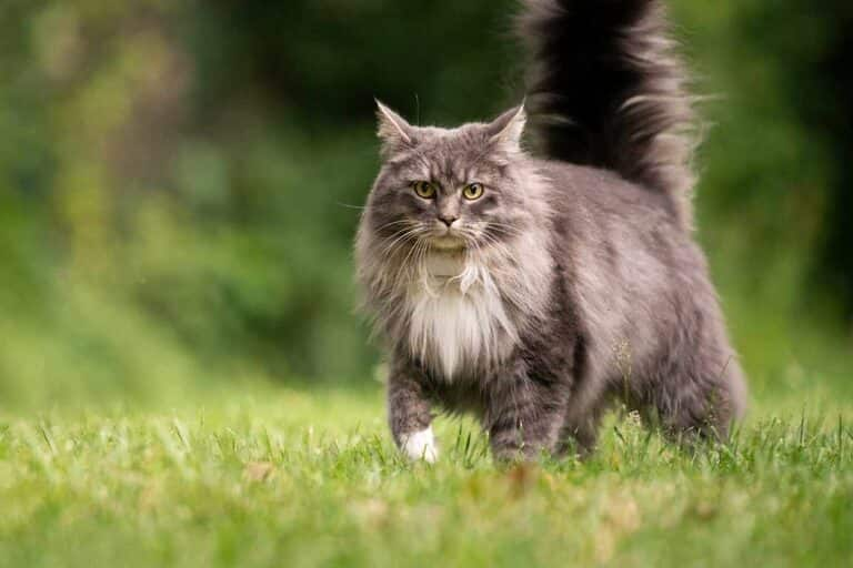 Different Types Of Cats Breeds