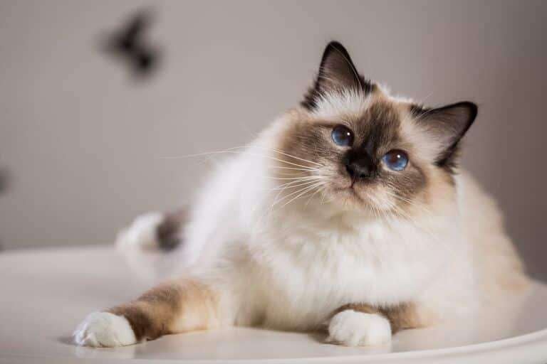 Different Types Of Cats Breeds