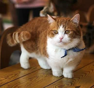 Different Types Of Cats Breeds