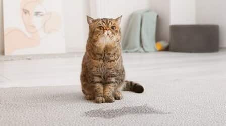 How To Prevent Cats From Peeing On Carpet