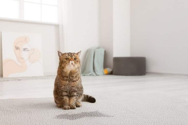 How To Prevent Cats From Peeing On Carpet