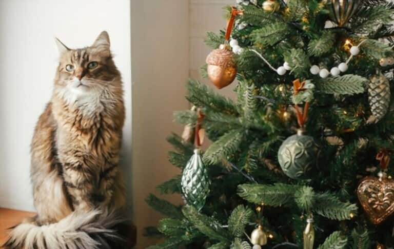 how-to-prevent-cats-from-climbing-christmas-tree