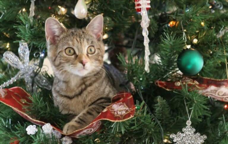 How To Prevent Cats From Climbing Christmas Tree