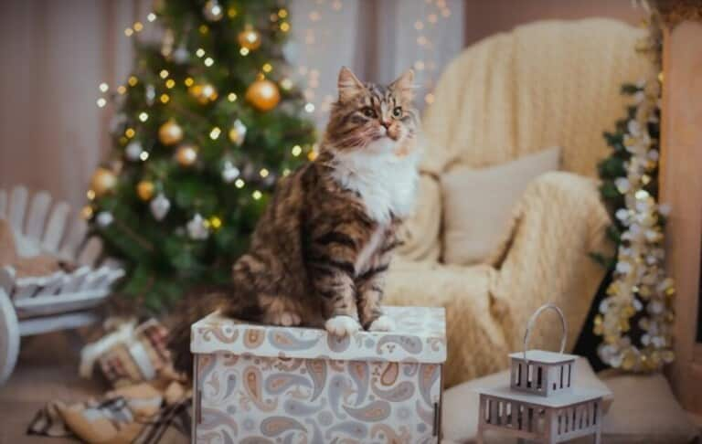 how-to-prevent-cats-from-climbing-christmas-tree