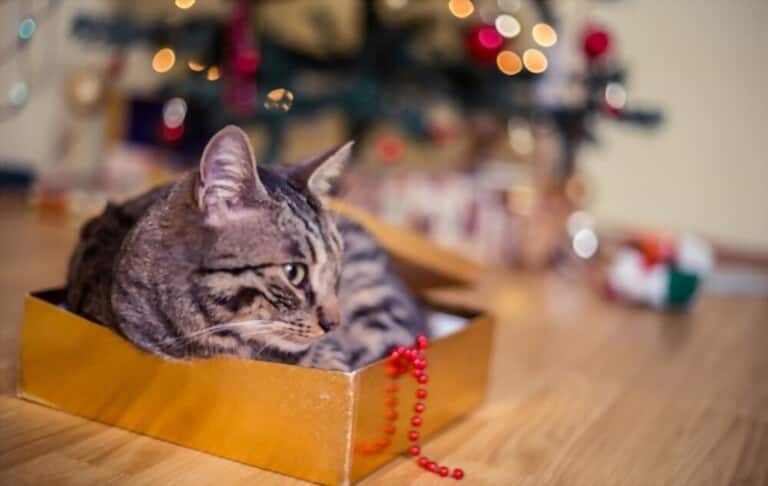 how-to-prevent-cats-from-climbing-christmas-tree