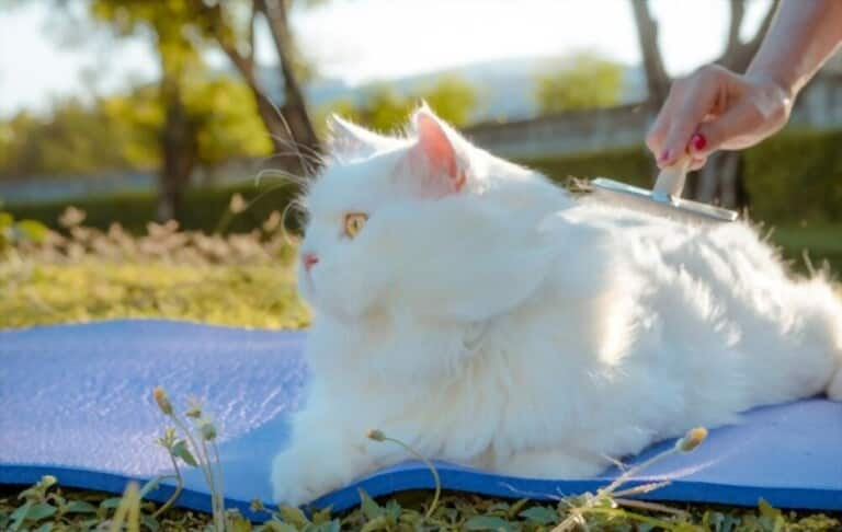 how-to-prevent-cats-from-shedding