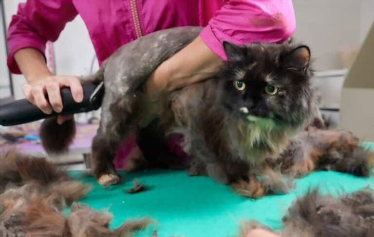 how-to-prevent-cats-from-shedding