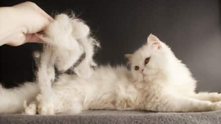 How To Prevent Cats From Shedding