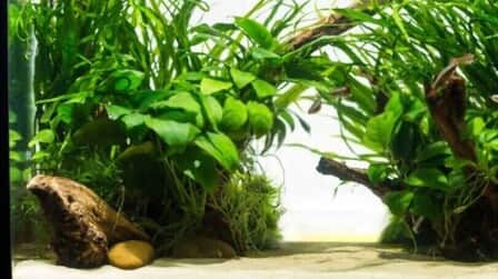 6 Best Aquarium Sand For Freshwater Of 2025