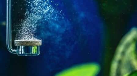 How To Choose Air Pump For Aquarium