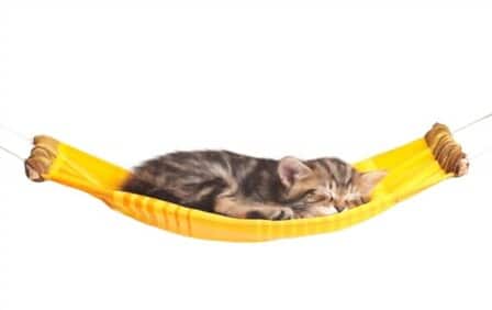 How To Make A Kitty Hammock