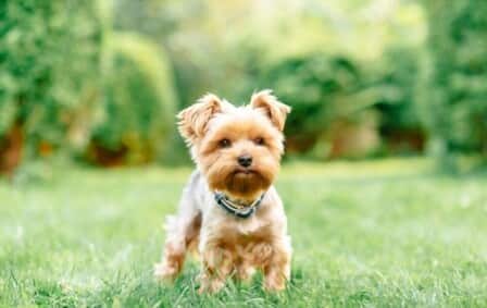 Different Types Of Small Dogs