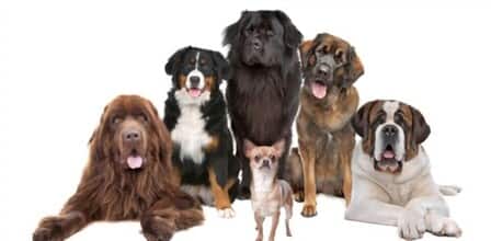 Different Types Of Dogs Big