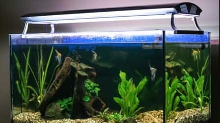 6 Best Aquarium Lights For Planted Tanks of 2025