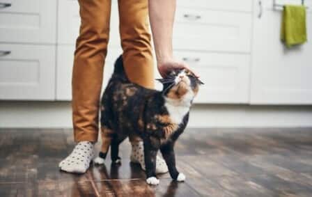 How Cats Choose Their Owners