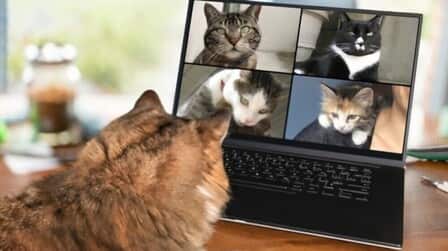 How Cats Communicate With Each Other