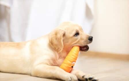 Benefits Of Chew Toys For Dogs