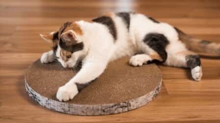 Benefits Of Scratching Post For Cats