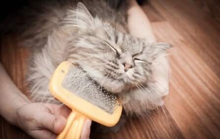 Benefits Of Grooming For Cats