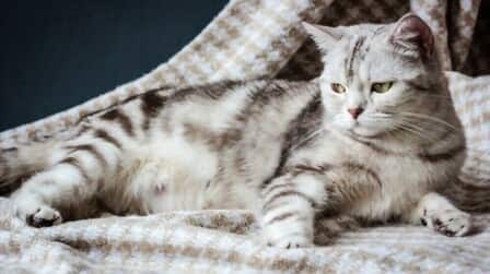 How Cats Get Pregnant