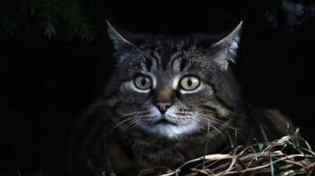 How Cats See In The Dark