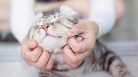 How Cats Show Affection