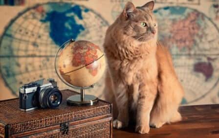 How Cats See The World