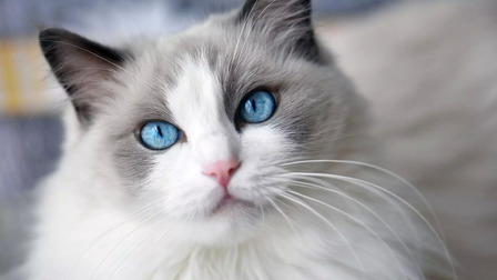 Different Types Of Cats Eyes