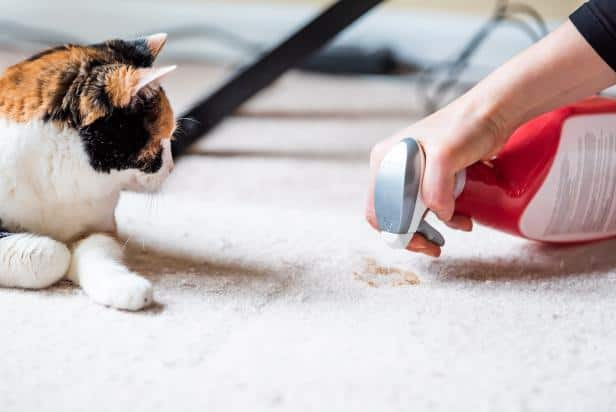 How To Prevent Cats From Spraying