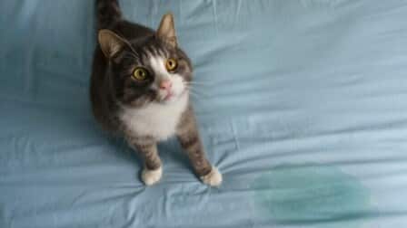 How To Prevent Cats From Spraying