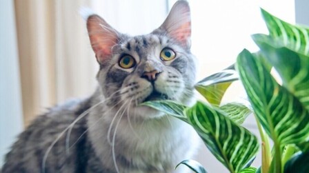 How To Prevent Cats From Eating Plants
