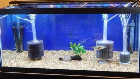 6 Best Air Pump For Sponge Filter of 2025