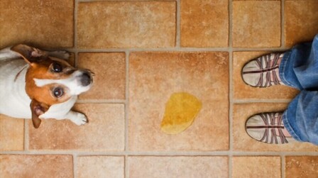 How To Prevent Dogs From Peeing In The House