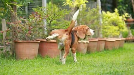 How To Prevent Dogs From Peeing On Lawn