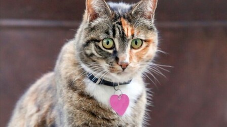 6 Best Id Tags For Cats of 2025