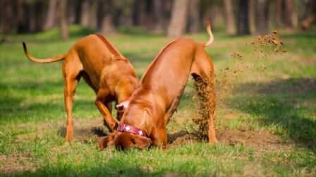 How To Prevent Dogs From Digging