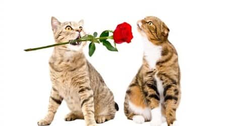 How Cats Mate How Cats Mate