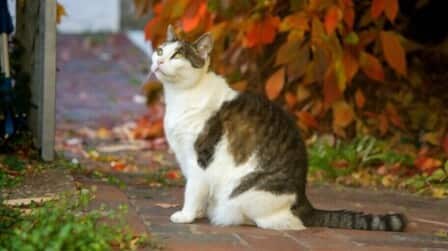 How Cats See Color How Cats See Color