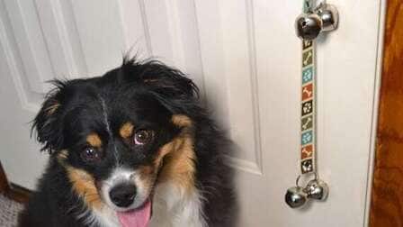 6 Best Dog Doorbell For Potty Training of 2025