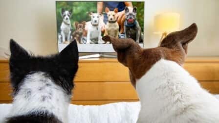 How Dogs See TV