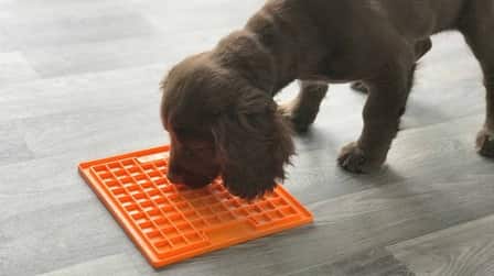6 Best Dog Lick Mats of 2025