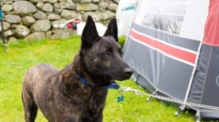 6 Best Dog Tie Out For Camping of 2025
