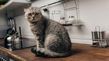 How To Prevent Cats From Jumping On Counters