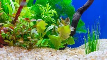 6 Best Aquarium Gravel For Plants of 2025